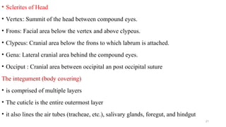 medical_entomology__and_vector_control_ppt[1].ppt