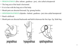 medical_entomology__and_vector_control_ppt[1].ppt