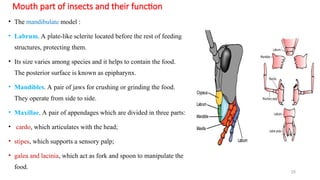 medical_entomology__and_vector_control_ppt[1].ppt