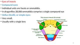 medical_entomology__and_vector_control_ppt[1].ppt