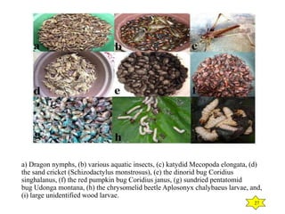 Medical Entomology - The role of insects in human medicine | PPTX