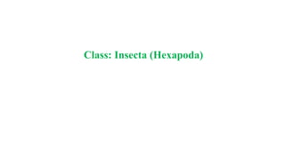 Class: Insecta (Hexapoda)
 