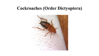 Cockroaches (Order Dictyoptera)
 