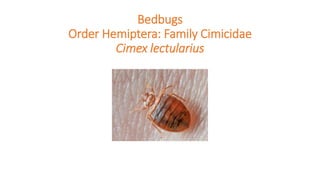 Bedbugs
Order Hemiptera: Family Cimicidae
Cimex lectularius
 