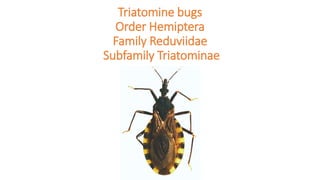 Triatomine bugs
Order Hemiptera
Family Reduviidae
Subfamily Triatominae
 