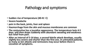 Pathology and symptoms
• Sudden rise of temperature (40-41◦ C)
• Severe headache
• pain in the back, joints, liver and spleen
• Haemorrhage from the skin and mucous membranes are common
• The conjunctive has a jaundice appearance. The temperature lasts 4-5
days, and then drops suddenly with abundant sweating and weakness
but relief from pain.
• After an interval of 5-14 days, a second febrile attack develops, usually
slightly less severe and shorter than the first one. In untreated patients,
as many as ten attacks and remissions may occur before there is
cessation of symptoms.
 