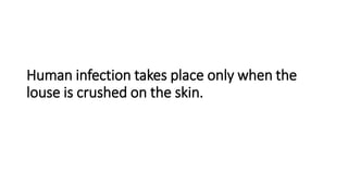 Human infection takes place only when the
louse is crushed on the skin.
 