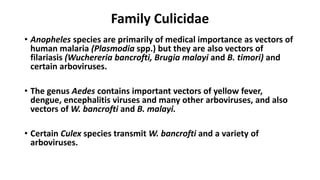 Family Culicidae
• Anopheles species are primarily of medical importance as vectors of
human malaria (Plasmodia spp.) but they are also vectors of
filariasis (Wuchereria bancrofti, Brugia malayi and B. timori) and
certain arboviruses.
• The genus Aedes contains important vectors of yellow fever,
dengue, encephalitis viruses and many other arboviruses, and also
vectors of W. bancrofti and B. malayi.
• Certain Culex species transmit W. bancrofti and a variety of
arboviruses.
 