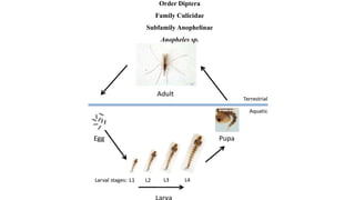 Order Diptera
Family Culicidae
Subfamily Anophelinae
Anopheles sp.
 