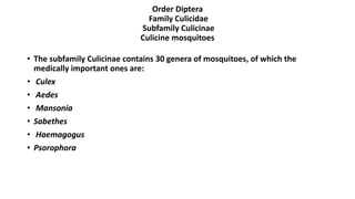 Order Diptera
Family Culicidae
Subfamily Culicinae
Culicine mosquitoes
• The subfamily Culicinae contains 30 genera of mosquitoes, of which the
medically important ones are:
• Culex
• Aedes
• Mansonia
• Sabethes
• Haemagogus
• Psorophora
 