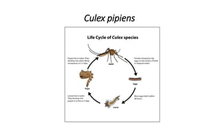 Culex pipiens
 