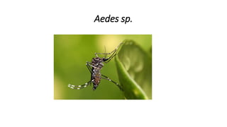 Aedes sp.
 