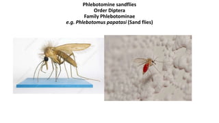 Phlebotomine sandflies
Order Diptera
Family Phlebotominae
e.g. Phlebotomus papatasi (Sand flies)
 
