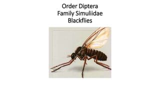 Order Diptera
Family Simuliidae
Blackflies
 