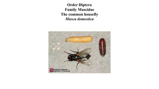 Order Diptera
Family Muscidae
The common housefly
Musca domestica
 