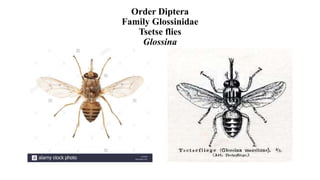 Order Diptera
Family Glossinidae
Tsetse flies
Glossina
 
