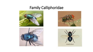 Family Calliphoridae
 