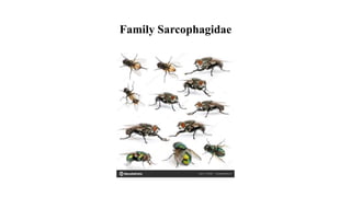 Family Sarcophagidae
 