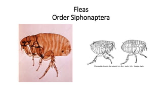 Fleas
Order Siphonaptera
 