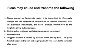 1. Plague caused by Pasteurella pestis. It is transmitted by Xenopsylla
cheopis. The flea transmits the bacillus from rat to rat or from rat to man.
On cutaneous inoculations, the bacilli produce inflammation to the
lymphatic giving bubonic plague.
2. Murine typhus produced by Rickettsia prowazeki var. moseri.
3. Flea dermatitis.
4. Chigger’s disease is caused by invasion of the skin by fleas. The gravid
female burrows in the skin and engorges itself. This leads to the formation
of an ulcer.
Fleas may cause and transmit the following
 