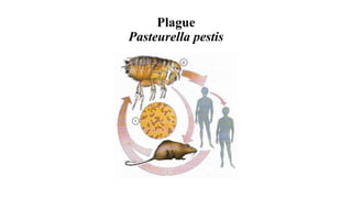 Plague
Pasteurella pestis
 