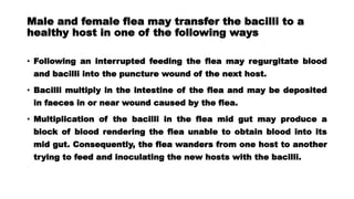 Male and female flea may transfer the bacilli to a
healthy host in one of the following ways
• Following an interrupted feeding the flea may regurgitate blood
and bacilli into the puncture wound of the next host.
• Bacilli multiply in the intestine of the flea and may be deposited
in faeces in or near wound caused by the flea.
• Multiplication of the bacilli in the flea mid gut may produce a
block of blood rendering the flea unable to obtain blood into its
mid gut. Consequently, the flea wanders from one host to another
trying to feed and inoculating the new hosts with the bacilli.
 