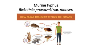 Murine typhus
Rickettsia prowazeki var. mooseri
 