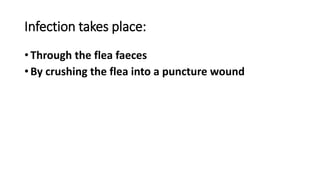 Infection takes place:
• Through the flea faeces
• By crushing the flea into a puncture wound
 