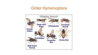 Order Hymenoptera
 