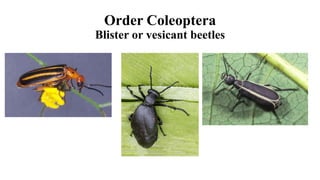 Order Coleoptera
Blister or vesicant beetles
 