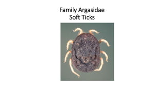 Family Argasidae
Soft Ticks
 