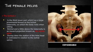 Medical File in Gynecology Presentation.pptx