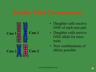 Double Filed Chromosomes Daughter cells receive ONE of each cms pair Daughter cells receive ONE allele for most traits New combinations of alleles possible www.freelivedoctor.com Cms 1 Cms 1 Cms 2 Cms 2 