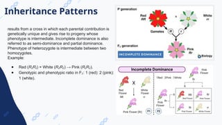 _ Medical Genetics Lecture New frontal.pptx