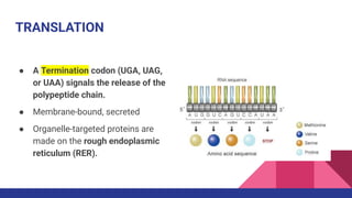 Signals Cd R Translation Medical Genetics _ PROTEIN SYNTHESIS (Translation of mRNA) _ Dr. Fares ...