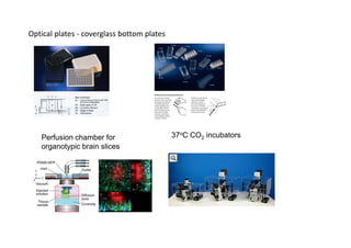 Optical plates ‐ coverglass bottom plates




   Perfusion chamber for                    37oC CO2 incubators
   organotypic brain slices
 