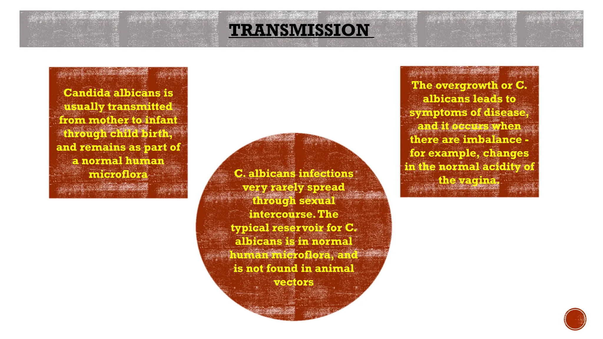 medical importance of yeast (cryptococcus neoformans & Candida albicans ...