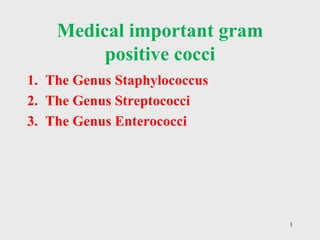 1
Medical important gram
positive cocci
1. The Genus Staphylococcus
2. The Genus Streptococci
3. The Genus Enterococci
 