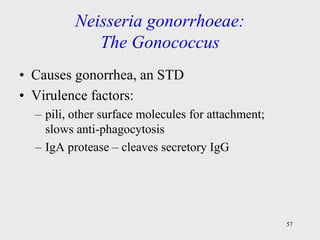 Medical Important G+ cocci.ppt