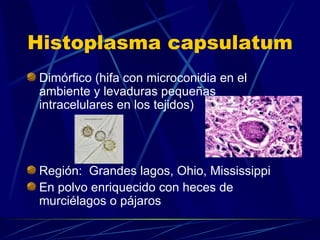 Histoplasma capsulatum Dimórfico (hifa con microconidia en el ambiente y levaduras pequeñas intracelulares en los tejidos) Región:  Grandes lagos, Ohio, Mississippi En polvo enriquecido con heces de murciélagos o pájaros 
