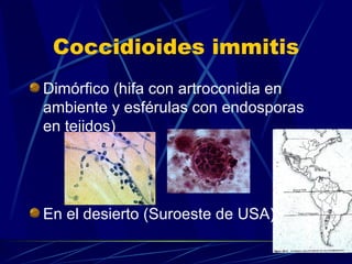 Coccidioides immitis Dimórfico (hifa con artroconidia en ambiente y esférulas con endosporas en tejidos) En el desierto (Suroeste de USA) 