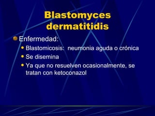 Blastomyces dermatitidis Enfermedad: Blastomicosis:  neumonia aguda o crónica Se disemina Ya que no resuelven ocasionalmente, se tratan con ketoconazol 