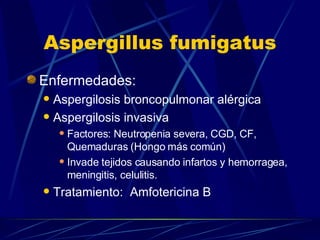 Aspergillus fumigatus Enfermedades: Aspergilosis broncopulmonar alérgica Aspergilosis invasiva  Factores: Neutropenia severa, CGD, CF, Quemaduras (Hongo más común) Invade tejidos causando infartos y hemorragea, meningitis, celulitis. Tratamiento:  Amfotericina B 