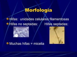 Morfología Hifas:  unidades celulares filamentosas  Hifas no septadas:  Hifas septadas: Muchas hifas = micelia 