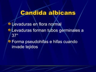 Candida albicans Levaduras en flora normal Levaduras forman tubos germinales a 37° Forma pseudohifas e hifas cuando invade tejidos 