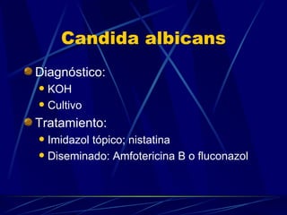 Candida albicans Diagnóstico:  KOH Cultivo Tratamiento: Imidazol tópico; nistatina Diseminado: Amfotericina B o fluconazol 