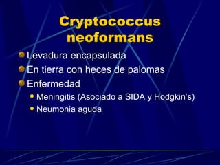 Cryptococcus neoformans Levadura encapsulada En tierra con heces de palomas Enfermedad Meningitis (Asociado a SIDA y Hodgkin’s) Neumonia aguda 