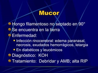 Mucor Hongo filamentoso no septado en 90° Se encuentra en la tierra Enfermedad: Infección rinocerebral: edema paranasal, necrosis, exudados hemorrágicos, letargia En diabéticos y leucémicos Diagnóstico:  KOH  Tratamiento:  Debridar y AMB; alta RIP 