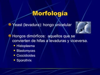Morfología Yeast (levadura): hongo unicelular Hongos dimórficos:  aquellos que se convierten de hifas a levaduras y viceversa. Histoplasma Blastomyces Coccidioides Sporothrix 
