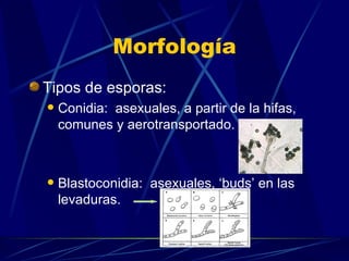 Morfología Tipos de esporas: Conidia:  asexuales, a partir de la hifas, comunes y aerotransportado. Blastoconidia:  asexuales, ‘buds’ en las levaduras. 
